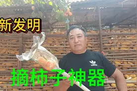 农村摘柿子神器历害了，一个空瓶穿入四条细绳，一拉一松轻松搞定