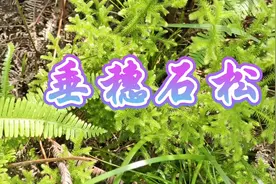 中草药√垂穗石松