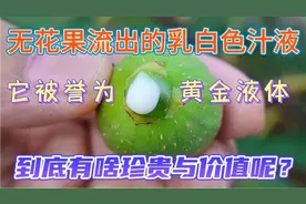 无花果流出的乳白色汁液，被称为黄金液体，到底有啥珍贵与价值呢视频封面