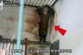 第一次这么直观地感受到熊的可怕！比伤人更可怕的是会模仿人视频封面