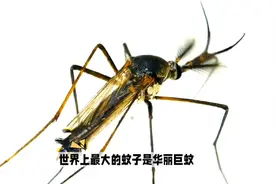 华丽巨蚊：世界上最大的蚊子，不吸人血