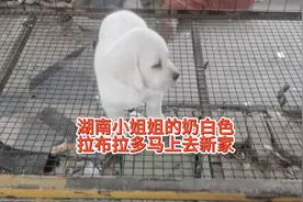 奶白色拉布拉多马上去新家了