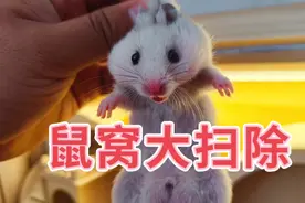 仓鼠饲养箱被仓鼠屙的到处是粑粑，今天给它来个大扫除！