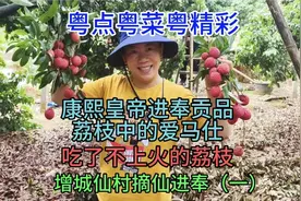 康熙皇帝进奉贡品，荔枝中的爱马仕，吃了不上火，增城仙村仙进奉视频封面