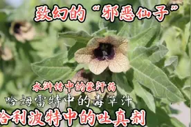 致幻植物的佼佼者—天仙子，“吐真剂”“魔鬼的呼吸”存在吗？