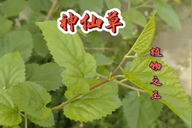 清代名医称其为“收汗之妙品”，桑叶泡水喝补益晒人参，您知道吗