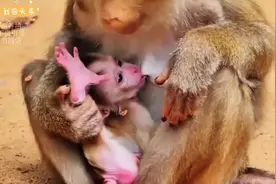 猴皮膏药没完没了地抽血，最终被母猴抛弃。