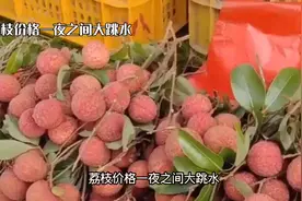 荔枝价格一夜暴涨，市场行情大起大落！视频封面