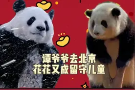 花花咋又不高兴了呢？原来是谭爷爷去北京领奖，又没有把带上它！视频封面