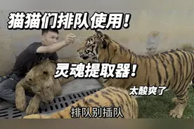 猫猫们排队使用灵魂提取器！这感觉太酸爽了！视频封面