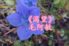 《渴望》毛阿敏#原唱完整版#电视剧《渴望》主题曲