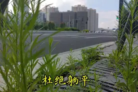 躺平就是不上班、不劳动、降低欲望，是自我麻痹的阿Q精神视频封面