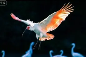 陕西汉中的神鸟——朱鹮视频封面