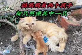 猫妈妈生下两个孩子，却只愿意照顾一只，背后的原因让人感触颇深视频封面
