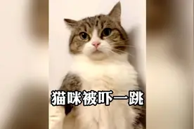 猫咪被吓一跳的真实反应，真的是一言不合就应激