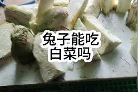 兔子能吃白菜吗？