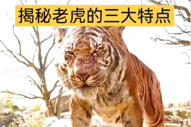 揭秘老虎的三大特点