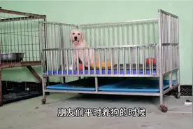 养狗的朋友最担心的，狗狗乱叫扰民，一招解决问题