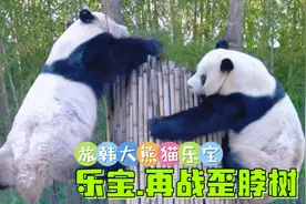 旅韩大熊猫乐宝再战歪脖树，思索再三一举成功视频封面