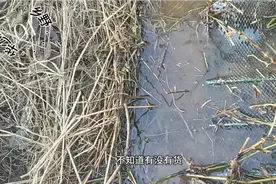 三月份下地笼黄鳝不好抓？那肯定你没选对位置