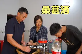 老谭一家到基地摘10斤桑葚回家，再打一壶酒泡上，等两个月就能喝视频封面
