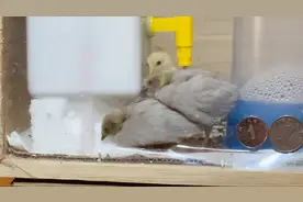 像鸟不是鸟,是鸡它会飞,袖珍小巧,灵动又可爱的网红芦丁鸡