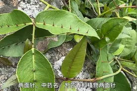 中药名名(两面针)别名入地金牛、双面刺、山椒、下山虎