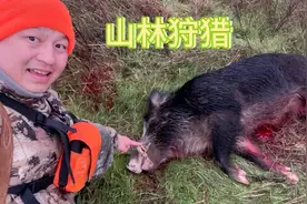 山林里野猪泛滥，国外小伙带上猎犬进山狩猎视频封面