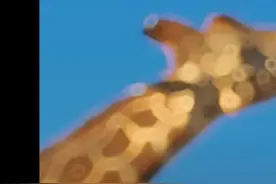 #广告#彩虹糖 有多少人还记得这个彩虹糖爷爷