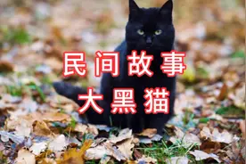 据说猫是阴阳两界的使者，它能感知三界以外存在....