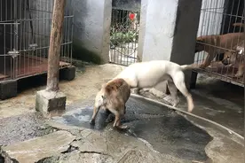 中华田园犬，猎犬领地意识很强视频封面