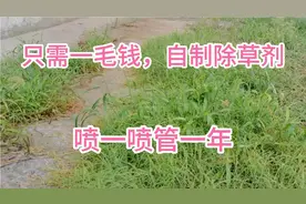 只花一毛钱，在家自配除草剂，喷一次管一年视频封面