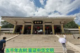 五千年古树名录视频封面