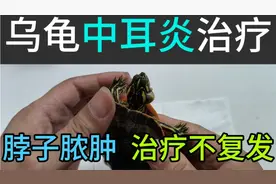 乌龟中耳炎怎么治疗不复发，脖子脓肿长包怎么办