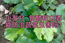 小苏打、食醋和白酒能防治蔬菜虫害，到底是真是假？答案来了