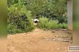 连神明都害怕他站起来，迄今为止最有资格被称之为顶天立地的男人视频封面