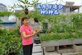 五月份楼顶种什么蔬菜好？种9种瓜2种叶菜，夏天蔬菜自足视频封面