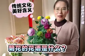 菊花的花语是什么？相信传统文化中的美好含义视频封面