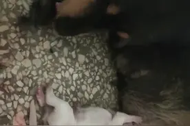 家里的狗狗生小狗了，刚出生的小狗狗就知道自己找奶喝，真神奇！视频封面