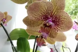 去南方  蓝花  随手拍摄