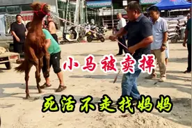 四个月的小马和妈妈分离好可怜，使尽浑身解数就是不肯离开视频封面