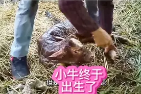 母牛生小牛，怀孕288天顺产2分钟就生出来了，养牛视频封面