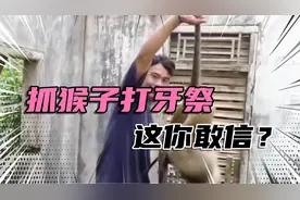 巧设陷阱，抓猴子打牙祭？论对付猴子的手段，我只服印尼人视频封面