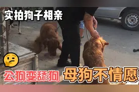 实拍农村金毛“相亲”全过程，三位大哥全程辅助满头大汗，太难了视频封面