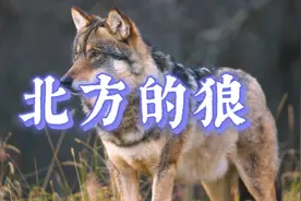 北方的狼 - 齐秦演唱金曲