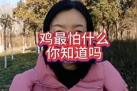 鸡最怕什么，你知道吗？视频封面