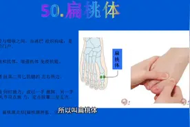足部反射区【50】扁桃体定位视频封面