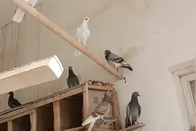 幼鸽第九天种鸽又下蛋了黑色和白色鸽子会出什么颜色红雨点配瓦灰