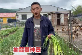 黑龙江蒜薹成熟了，小伙网购抽蒜薹神器，五块钱解决大问题视频封面