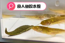 食人鱼大战水蛭。结果会如何呢？鲶鱼崽还自相残杀